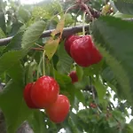 Alta Perugia B&B